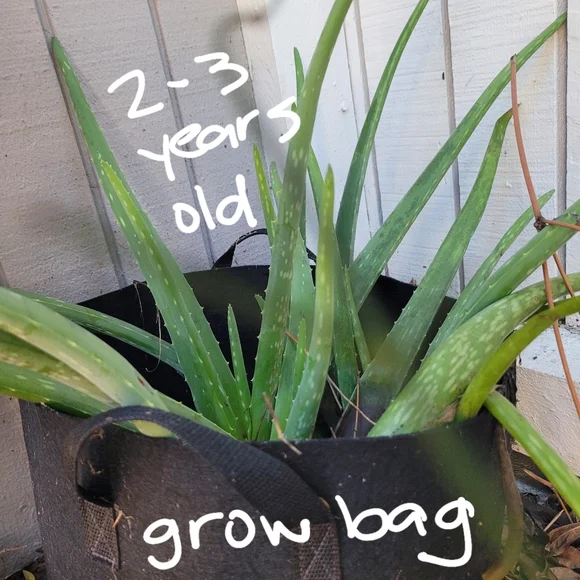 Aloe Vera Starter Plant Outdoor Indoor Home Grown Nature's Miracle Healing Gel - Picture 8 of 13